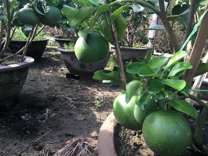 Ông Hiệp bộc bạch, năm 2017 do ảnh hưởng của đợt mưa bão làm cho nhiều chậu bưởi cảnh của gia đình bị thiệt hại dẫn đến khó tiêu thụ, ước tính vụ đó gia đình lỗ trên 50 triệu đồng. Riêng năm nay, ông đầu tư trồng 70 chậu bưởi cảnh, các chậu bưởi đã được 2,5 tháng tuổi, gia đình tranh thủ chăm sóc và dự kiến sẽ xuất bán đúng vào dịp Tết.