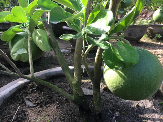 Ông Lê Đình Thanh – Chủ tịch Hội Nông dân xã Diên Thạnh cho biết, nghề trồng bưởi cảnh trước đây mang lại giá trị kinh tế cao, người dân thường trồng chủ yếu tại thôn Trường Thạnh, có khoảng 10 hộ trồng. Tuy nhiên, thời gian gần đây do ảnh hưởng liên tiếp của các đợt mưa bão nên số hộ trồng đã giảm, hiện chỉ còn khoảng 7 hộ trồng, mỗi hộ trồng từ 50 – 100 chậu và vụ này người dân đang trong giai đoạn tăng tốc chăm sóc để xuất bán bưởi cảnh Tết cho các tỉnh Lâm Đồng, Đồng Nai, TP.Hồ Chí Minh…