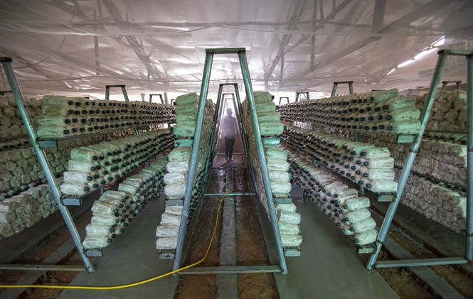 Gia đình bà Thoa trồng nấm bào ngư khoảng 10 năm trước. Những năm gần đây, bà Thoa tiếp tục mở rộng diện tích trồng nấm bào ngư trên phần đất vườn của gia đình, với tổng diện tích trồng nấm hiện nay trên 500 mét vuông, ươm trồng khoảng 50.000 bịch phôi nấm giống.