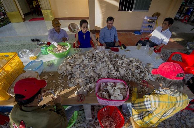 Hiện mỗi ngày, gia đình bà Thoa thu hoạch khoảng 50kg nấm bán cho thương lái và người dân trên địa bàn huyện Phú Quốc, giá mỗi kg nấm 35 nghìn đồng. Như vậy, mỗi ngày gia đình bà Thoa thu nhập trên 1,7 triệu đồng từ bán nấm. Làm phép tính nhân, mỗi năm gia đình bà Thoa thu nhập trên 500 triệu đồng. Đây là khoảng thu nhập lớn và mơ ước của rất nhiều hộ nông dân nơi vùng đất đảo này.