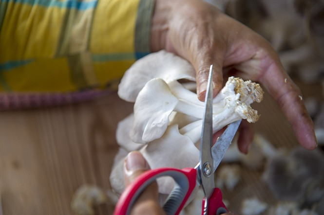 Vào mỗi buổi chiều hàng ngày, hoạt động thu hoạch nấm của gia đình bà Thoa diễn ra khá khẩn trương. Cắt bỏ phần gốc nấm trước khi bán nấm thành phẩm.