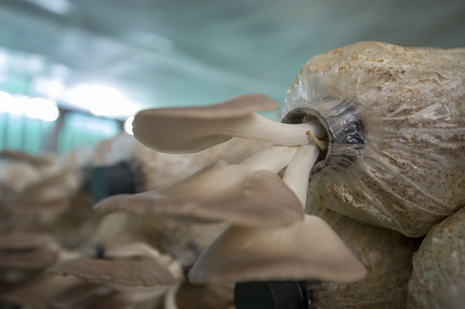 Khi tai nấm có đường kính từ 3 - 5cm là có thể thu hoạch. Hái cả cụm nấm, vặn sát gốc, nếu để gốc lại dễ gây nhiễm bệnh cho bịch phôi nấm.