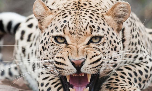 Bé trai 3 tuổi không may bị báo đốm tha đi và ăn thịt. Ảnh: Getty