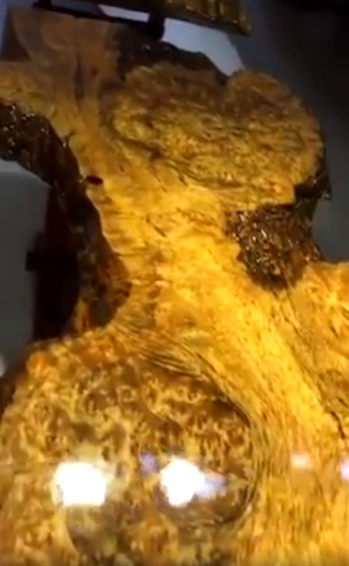 Một phần của chiếc bàn trà u Long não dài tới 2,5 mét được làm từ gỗ nguyên khối.