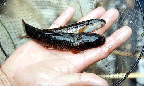 Những chú cá đắng đầu tiên mà đoàn chúng tôi bắt được.