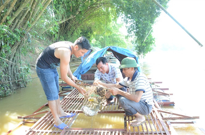 Ông Nguyễn Thanh Bình (ngoài cùng bên phải) trao đổi về kỹ thuật nuôi cá lồng.