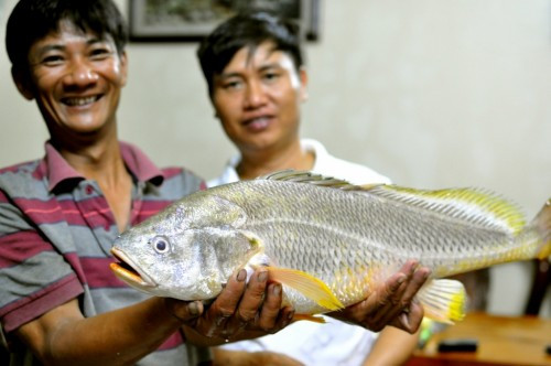 Ngày 17/4/2017, anh Quân (trú phường Linh Chiểu, quận Thủ Đức, TP.HCM) câu được trên sông Đồng Nai con cá có màu vàng óng, vây dựng đứng, dài hơn 60cm và nặng gần 4kg được cho là cá sủ vàng quý hiếm.