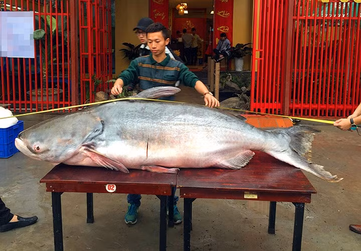 Hàng trăm người dân hiếu kỳ kéo đến xem và chụp ảnh.