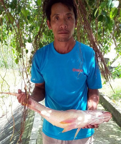 Trước đó, sáng 10/8/2016, vợ chồng chị Nguyễn Thị Tuyết Hạnh (ngụ xã Tạm Hiệp, huyện Bình Đại, tỉnh Bến Tre) đã câu được một con cá thân vàng óng, dài gần một mét, nặng 3,8 kg, tại khúc sông Tiền thuộc xã Tam Hiệp, đoạn cách Cửa Đại gần 20 km. Nhiều người xác định đây là con cá sủ vàng, trả giá hơn trăm triệu đồng nhưng hai vợ chồng chị Hạnh không bán.