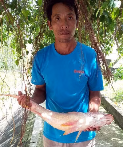 Trước đó, sáng 10/8/2016, vợ chồng chị Nguyễn Thị Tuyết Hạnh (ngụ xã Tạm Hiệp, huyện Bình Đại, tỉnh Bến Tre) đã câu được một con cá thân vàng óng, dài gần một mét, nặng 3,8 kg, tại khúc sông Tiền thuộc xã Tam Hiệp, đoạn cách Cửa Đại gần 20 km. Nhiều người xác định đây là con cá sủ vàng, trả giá hơn trăm triệu đồng nhưng hai vợ chồng chị Hạnh không bán.