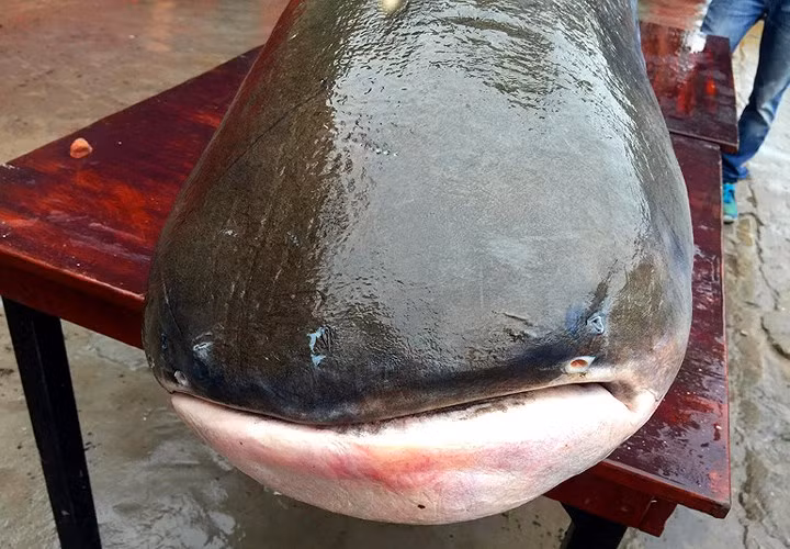 Cá tra dầu có giá trị dinh dưỡng cao, được nhiều người yêu thích và có thể chế biến được nhiều món ăn khác nhau.