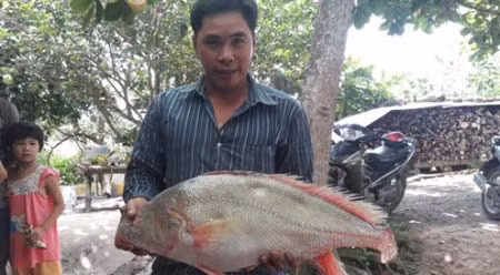 Sáng 17/9/2016, trong lúc thả lưới đánh bắt cá trên sông Hậu, anh Huỳnh Phi Công (33 tuổi, ngụ xã Mỹ Hoà, TX.Bình Minh, tỉnh Vĩnh Long) đã bắt được cá sủ vàng có trọng lượng gần 6kg, chiều dài gần 1m.