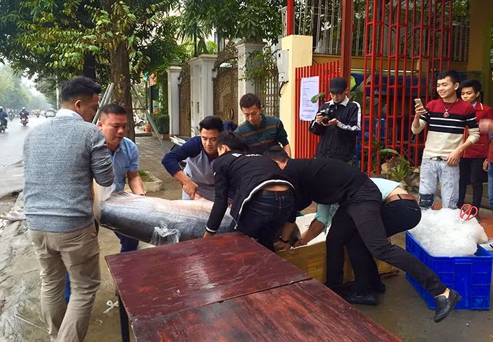 Để mang được con cá “khủng” này về Hà Nội, anh Long đã phải ký gửi những chuyến máy bay từ Campuchia về sân bay Nội Bài.