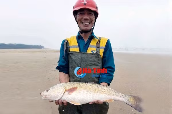 Trước đó, ngày 7/12/2017, anh Lê Quốc Đại (trú phường Nguyễn Du - TP. Hà Tĩnh) cùng anh Trương Quang Thắng (trú xã Hộ Độ, huyện Lộc Hà, Hà Tĩnh) đi thả câu trên vùng biển Thạch Hải (Thạch Hà, Hà Tĩnh) thì câu được con cá màu vàng óng rất lạ mắt, nghi là cá sủ vàng. Con cá nặng 4,6kg, dài gần 80cm, có vi màu hồng đỏ, bụng màu trắng, trên thân lấp lánh ánh vàng. Nhiều thương lái ở Nha Trang, Quảng Bình liên lạc và trả giá 400 triệu đồng nhưng các anh không bán.