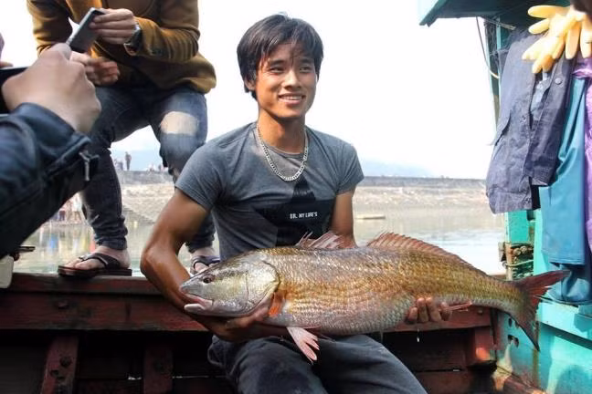 Ngày 3/3/2017, trong lúc đánh cá trên sông Cấm, anh Đậu Văn Sử (trú phường Nghi Tân, TX. Cửa Lò, Nghệ An) bắt được con cá nặng hơn 8kg, có màu vàng óng, nghi cá sủ vàng. Rất nhiều người đã trả giá hàng trăm triệu đồng, thậm chí có người trả gần 1 tỷ đồng để mua con cá. Nhưng cuối cùng, anh Sử lại bán với giá 15 triệu đồng vì sau gần 1 tuần bắt được cá và nuôi ở khoang thuyền, cá yếu dần và chết.