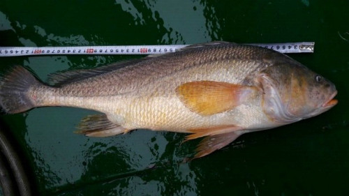 Vào chiều 1/10/2016, khi kéo lưới gần phà Cát Lái (sông Đồng Nai), anh Toàn đã câu được một con cá nghi là cá sủ vàng. Con cá nặng 2,6 kg màu nâu vàng óng, bụng trắng, vây đỏ.