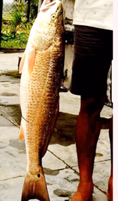 Mới đây nhất, vào chiều tối 27/12/2017, ông Trần Du (huyện Phù Mỹ, tỉnh Bình Định) câu được một con cá dài 0,6m, điểm rộng lớn nhất 0,2m, trọng lượng gần 5kg, vây và vảy có màu vàng sáng óng ánh. Khi ông Du cùng người bạn đưa con cá về nhà định xẻ thịt để nhậu thì một số ngư dân địa phương đến xem và nghi ngờ đó là cá sủ vàng nên can khuyên chủ nhân đưa vào tủ đông lạnh để rao bán.