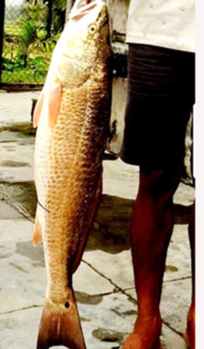 Mới đây nhất, vào chiều tối 27/12/2017, ông Trần Du (huyện Phù Mỹ, tỉnh Bình Định) câu được một con cá dài 0,6m, điểm rộng lớn nhất 0,2m, trọng lượng gần 5kg, vây và vảy có màu vàng sáng óng ánh. Khi ông Du cùng người bạn đưa con cá về nhà định xẻ thịt để nhậu thì một số ngư dân địa phương đến xem và nghi ngờ đó là cá sủ vàng nên can khuyên chủ nhân đưa vào tủ đông lạnh để rao bán.