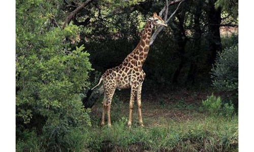 Hươu cao cổ có thể cao tới 5,5 mét.