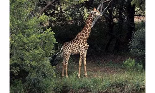 Hươu cao cổ có thể cao tới 5,5 mét. Hươu cao cổ có thể cao tới 5,5 mét.