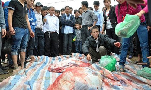 Kết thúc lễ hội chọi trâu ở Vĩnh Phúc, giá thịt trâu chọi lên tới 3 triệu/kg cho con vật đoạt giải Nhất. Ảnh báo TH&CL