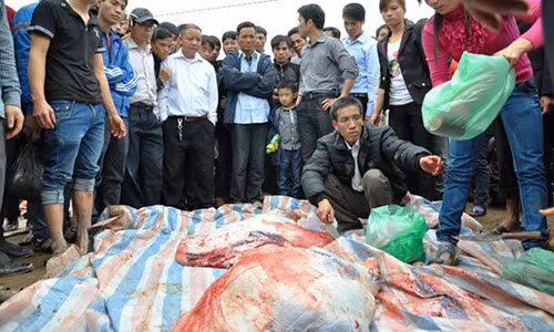 Kết thúc lễ hội chọi trâu ở Vĩnh Phúc, giá thịt trâu chọi lên tới 3 triệu/kg cho con vật đoạt giải Nhất. Ảnh báo TH&CL