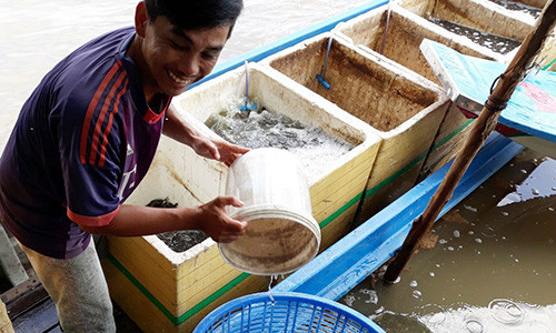 Ca, tom o at do ve mua nuoc lu giup dan mien Tay thu nhap 