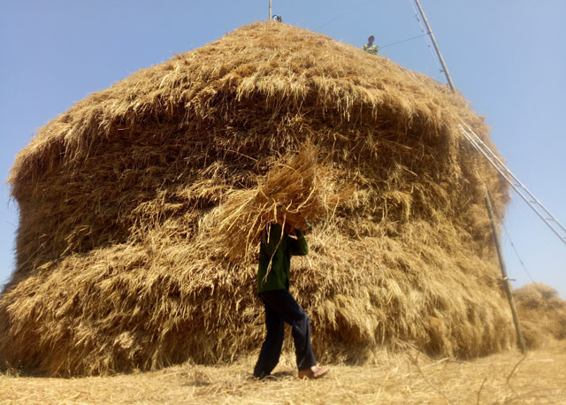 Theo lời bà Trinh, việc chất cây rơm to như vậy nhằm tiết kiệm diện tích, khi bán không phải tốn nhiều công sức di chuyển và rút. Để sở hữu cây rơm có chiều cao lên đến 30m và đường kính 15m, bà Trinh phải mua gom số rạ khoảng 40 mẫu lúa ở 3 huyện Đức Phổ, Mộ Đức và Tư Nghĩa; đồng thời thuê 7 lao động chất liên tục 10 ngày mới xong. Với giá mua rơm tại ruộng là 500.000 đồng/sào (500m2/sào), cộng với 300.000 đồng tiền vận chuyển và công chất, ước tính trị giá cây rơm của bà Trinh lên đến 500 triệu đồng.