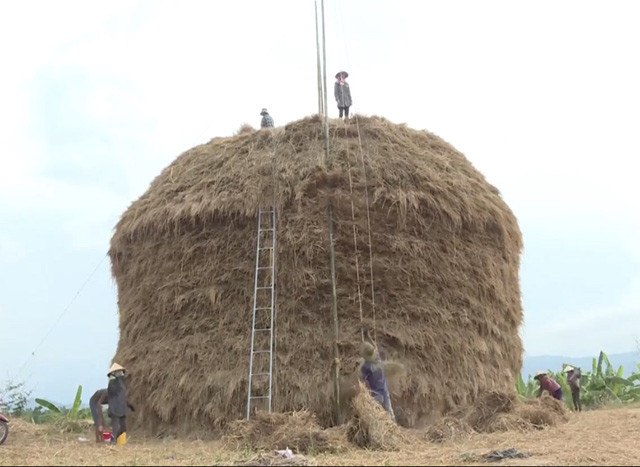 Để chất rơm, cùng với dùng thang cao trèo lên ngọn và ròng rọc kéo đưa lên.