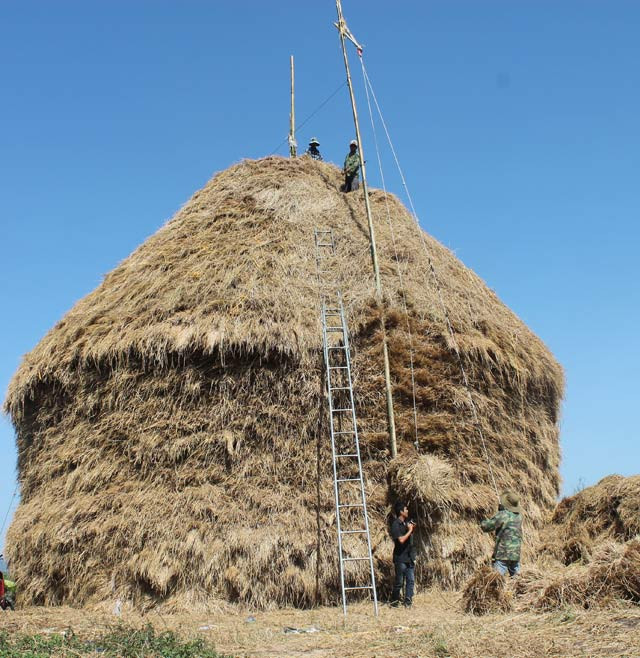 Theo tìm hiểu, để chất cây rơm này, bên cạnh việc mua gom số rạ lúa của khoảng 40 mẫu (tương đương 1mẫu/1 ha) ở 3 huyện trong tỉnh, bà Trinh còn phải thuê 7 lao động để chất liên tục 10 ngày mới xong.