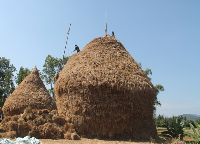 Hiện trên địa bàn tỉnh Quảng Ngãi có khá nhiều làng bán rơm, nằm chủ yếu dọc theo trục Quốc lộ 1A. Tuy nhiên tập trung nhiều nhất là đoạn ven Quốc lộ 1A đi qua 2 xã Phổ Thuận, huyện Đức Phổ và xã Đức Lân, huyện Mộ Đức, với số lượng tham gia buôn bán rơm hiện ước tính trên 50 hộ.