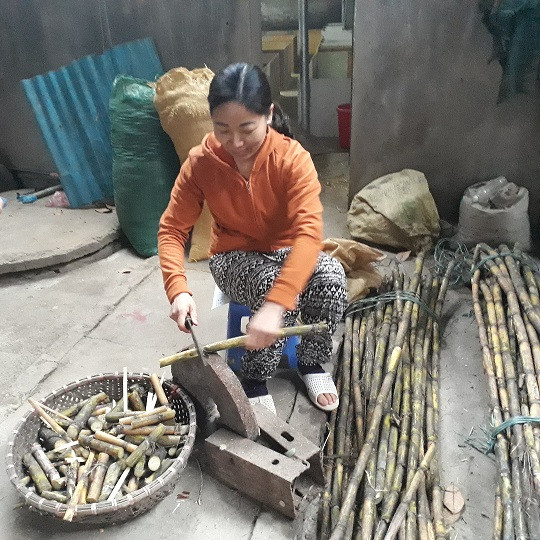 Mía là thức ăn "khoái khẩu" của đàn dúi