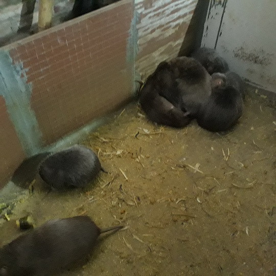 Chị Loan cho biết, dúi thường hoảng loạn mỗi khi nghe tiếng động lạ