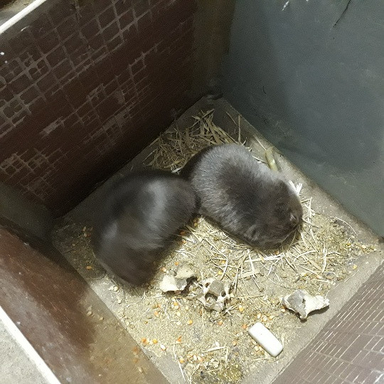 Dúi sinh sản được nhốt thành từng cặp