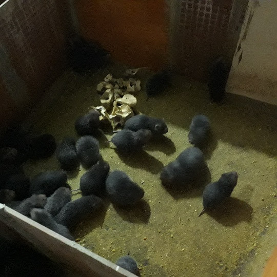 Theo anh Toản, sau khi dúi sinh sản được khoảng 1 tháng 10 ngày thì tách khỏi mẹ