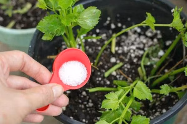 Muối Epsom được xem là "vị cứu tính" cho cây cà chua, giúp cây phát triển tốt, sai quả, cho năng suất cao.