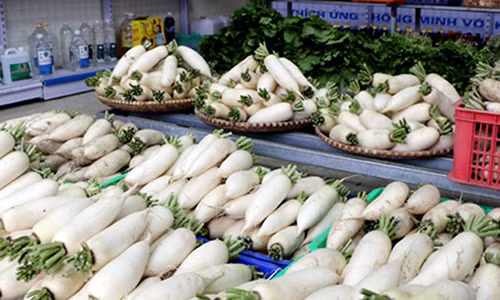Những củ cải trắng chắc nịch, đồng đều về kích cỡ, an toàn về chất lượng.