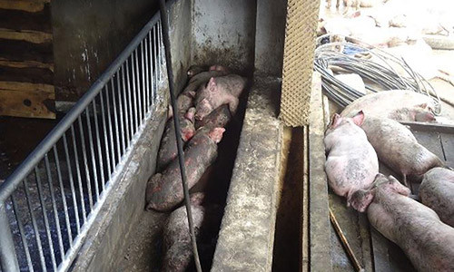 Gần 1200 con lợn bị chết do chập điện.