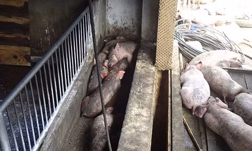 Gần 1200 con lợn bị chết do chập điện.