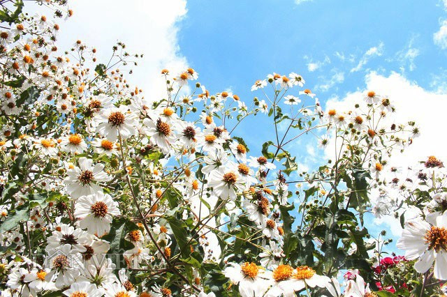 Cũng chính vì sự tình cờ đó mà ông Chỉnh đã có cây hoa dã quỳ trắng độc nhất ở Đà Lạt như ngày hôm nay. Chủ nhân của cây hoa độc lạ cho biết, loại cây này chăm sóc rất đơn giản. “Khác với hoa dã quỳ vàng, khi hết mùa hoa thì cây sẽ yếu dần rồi chết. Cây hoa của tôi khi hoa tàn vẫn tiếp tục phát triển đặc biệt là mùa mưa. Đây cũng là mùa thuận lợi để giâm cành phát triển cây con”.