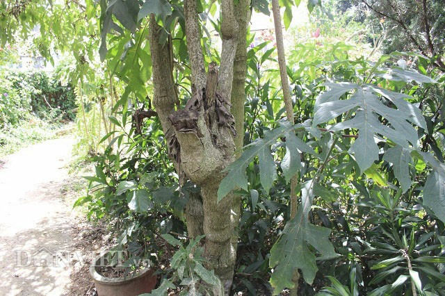 Ông Chỉnh chia sẻ: “Đây là loài cây thân gỗ nên tuổi thọ của chúng khá cao, có thể lên đến chục năm. Hiện tại tôi đang nhân giống ra thêm 5 cây nữa để trồng trong khu vườn của mình. Một phần lưu giữ kỉ niệm của người bạn đồng môn, đồng hương và cũng là để cho khách du lịch đến tham quan chụp ảnh khi vào quán uống cà phê”.