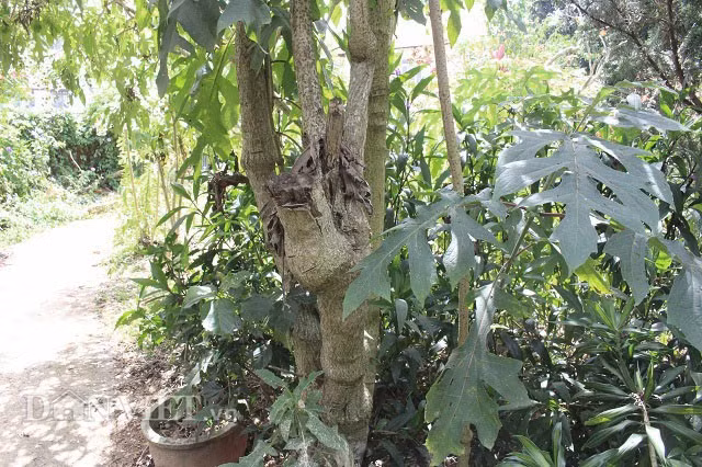 Ông Chỉnh chia sẻ: “Đây là loài cây thân gỗ nên tuổi thọ của chúng khá cao, có thể lên đến chục năm. Hiện tại tôi đang nhân giống ra thêm 5 cây nữa để trồng trong khu vườn của mình. Một phần lưu giữ kỉ niệm của người bạn đồng môn, đồng hương và cũng là để cho khách du lịch đến tham quan chụp ảnh khi vào quán uống cà phê”.