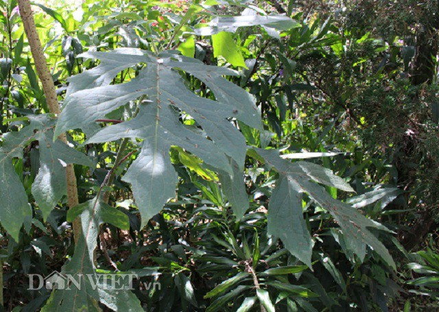 Được biết, loài hoa này có hoa sẽ nở rộ chỉ trong khoảng 1 tháng, bắt đầu từ tháng 11 đến tháng 12 hàng năm. Bông của loài hoa này cũng khác so với dã quỳ vàng. Cánh hoa và bông nhỏ hơn so với hoa dã quỳ vàng. Đặc biệt, lá và thân cây của chúng khá to, hiện tại cây hoa của ông Chỉnh đã cao khoảng 5m.