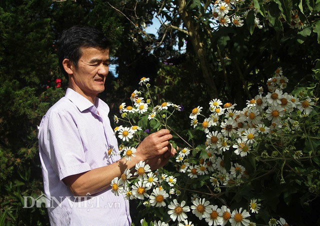 Sinh ra và lớn lên trên dải đất miền Trung đầy nắng gió, năm 1986, ông Chỉnh vào Đại Học Đà Lạt học khoa Ngữ Văn rồi ra trường năm 1990. “Năm 2013, khi tôi mới mở quán cà phê thì anh Võ Trịnh Biện, họa sĩ cũng là bạn học cùng lớp, cùng quê với tôi có mang đến cho một khúc cây tươi. Anh ấy chỉ bảo đây là hoa dã quỳ nhưng màu trắng, quý lắm đấy bảo tôi trồng. Vì vậy, tôi đã trồng xuống đất, khoảng 1 năm sau tôi thấy cây phát triển rồi ra hoa, thấy đẹp, độc đáo nên giữ lại đến bây giờ”, ông Chỉnh nhớ lại.