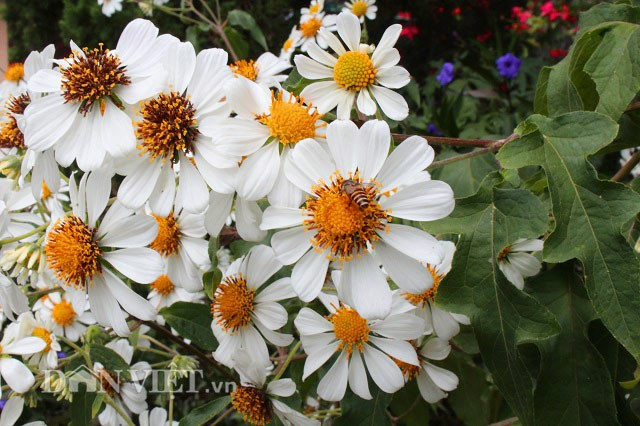 Lâm Đồng cũng như các tỉnh khác trên đất Tây Nguyên đang độ nở rộ của loài hoa dã quỳ vàng. Đây cũng là một trong những dấu hiệu để người ta nhận ra mùa khô đã đến. Đi khắp các nẻo đường vùng nông thôn, du khách đều có thể dễ dàng bắt gặp loài hoa này. Thế nhưng, tại TP. Đà Lạt mọi người đang kháo nhau đến chụp hình với những bông hoa dã quỳ màu trắng với vẻ đẹp tinh khôi, trong sáng, độc đáo.