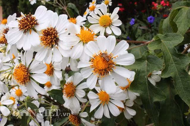 Lâm Đồng cũng như các tỉnh khác trên đất Tây Nguyên đang độ nở rộ của loài hoa dã quỳ vàng. Đây cũng là một trong những dấu hiệu để người ta nhận ra mùa khô đã đến. Đi khắp các nẻo đường vùng nông thôn, du khách đều có thể dễ dàng bắt gặp loài hoa này. Thế nhưng, tại TP. Đà Lạt mọi người đang kháo nhau đến chụp hình với những bông hoa dã quỳ màu trắng với vẻ đẹp tinh khôi, trong sáng, độc đáo.