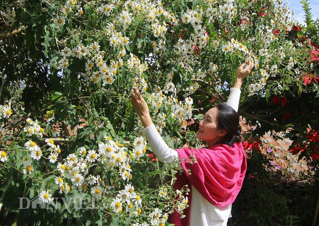 Đến nay, cây hoa đầu tiên của ông trồng có bộ gốc khá to, đường kính khoảng 55cm, tuy nhiên ông Chỉnh không hề thấy gốc cây bị mối mọt hay lõi cây bị mục bên trong mà vẫn phát triển bình thường. Hàng ngày vẫn có nhiều du khách, nhiếp ảnh đến tham quan chụp hình loài hoa độc đáo này.