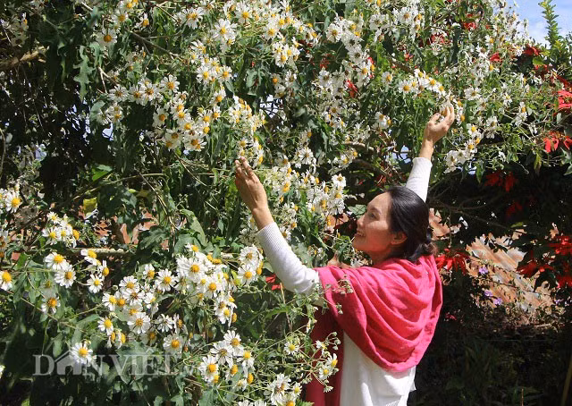 Đến nay, cây hoa đầu tiên của ông trồng có bộ gốc khá to, đường kính khoảng 55cm, tuy nhiên ông Chỉnh không hề thấy gốc cây bị mối mọt hay lõi cây bị mục bên trong mà vẫn phát triển bình thường. Hàng ngày vẫn có nhiều du khách, nhiếp ảnh đến tham quan chụp hình loài hoa độc đáo này.