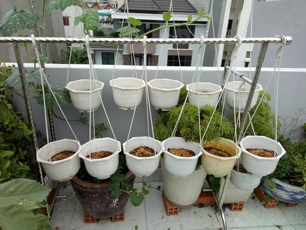 Vườn rau trên sân thượng được thiết kế khá quy củ, ngay ngắn để trồng được nhiều nhất có thể những loại rau quả sạch hàng ngày.