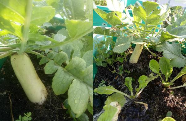 Vì diện tích sân thượng hạn chế, để có đủ rau ăn hàng ngày cho gia đình nên chị chủ yếu trồng rau theo mùa. Mùa đông chị trồng các loại rau cải, cà chua, ớt. Mùa hè thường trồng mùng tơi, dền, muống, bầu, bí… Ngoài ra, chị tận dụng khoảng ít nắng để trồng cây gia vị, tận dụng khoảng trên cao để trồng cây leo giàn tăng thêm thực phẩm sạch cho gia đình.